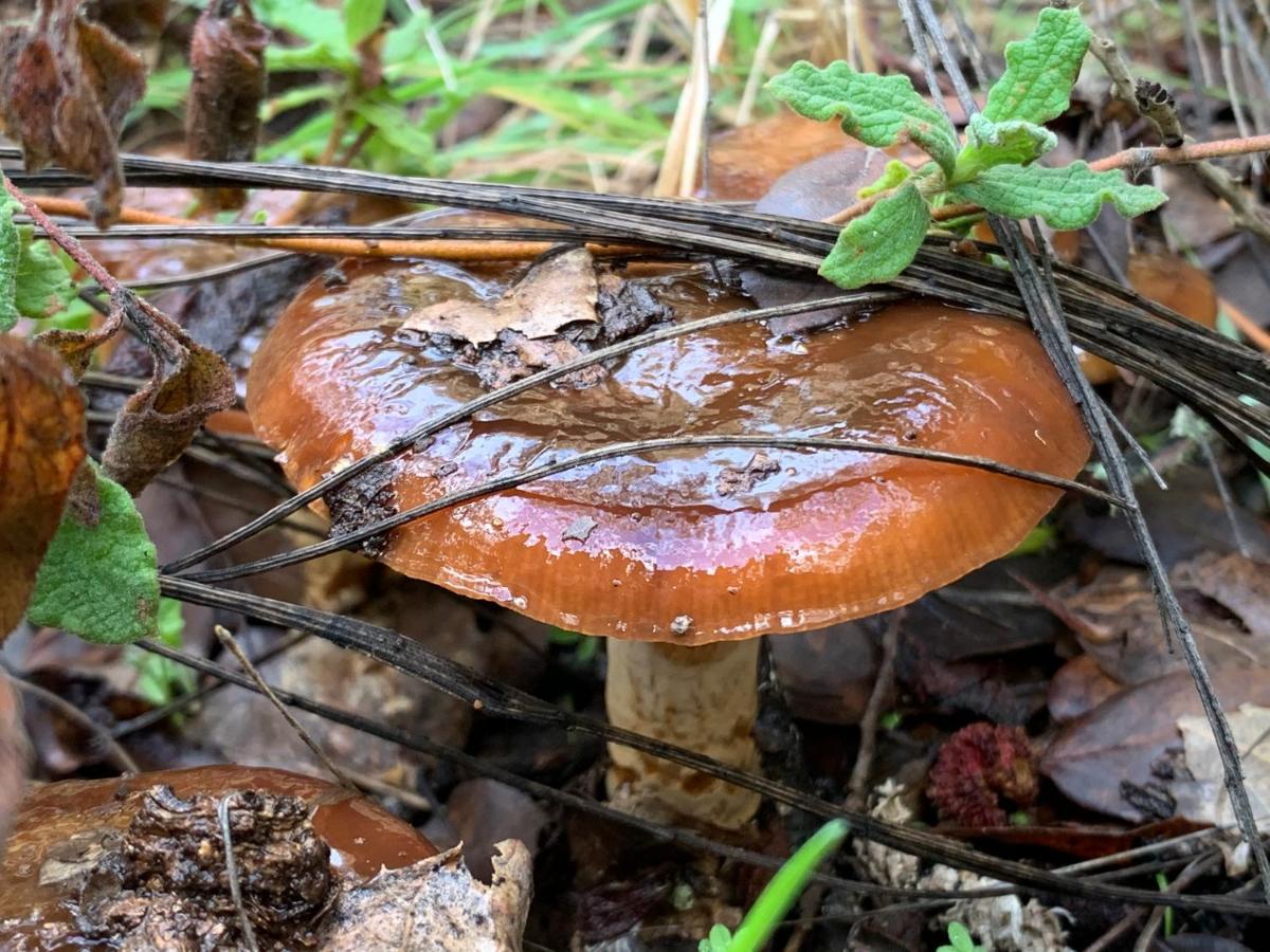 La Apanaora Villa Galaroza Eksteriør bilde